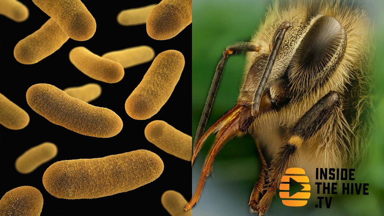 PROBIOTICS help HONEY BEES with fungal disease