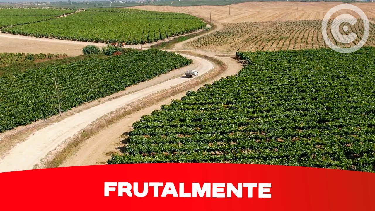 Clube de Produtores Continente | Frutalmente