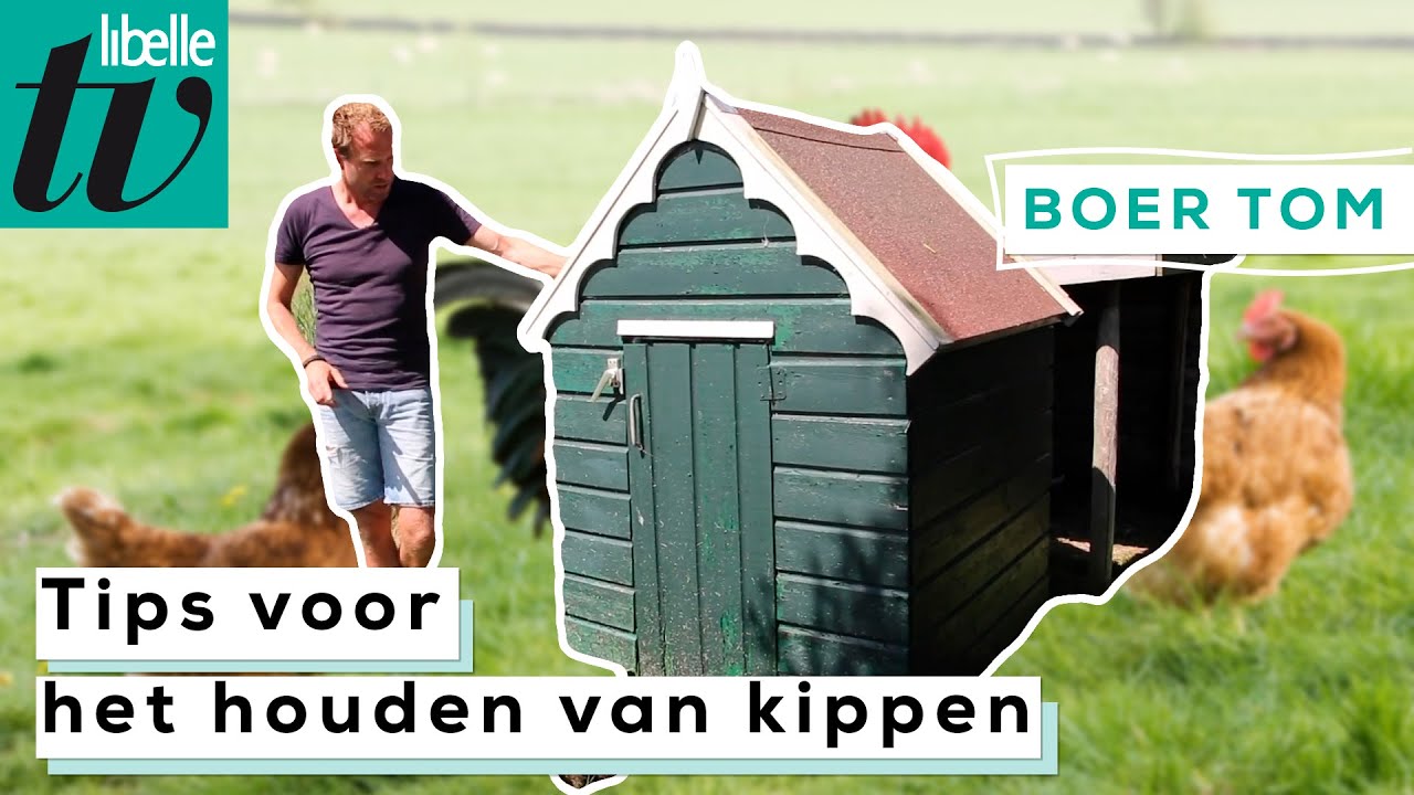Hier moet je op letten als je kippen in de tuin hebt - Libelle Boer Tom