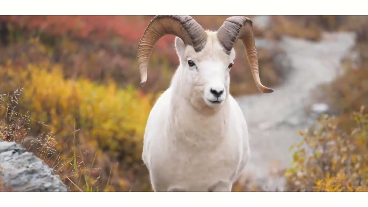 Nature Live | Beauty of Alaska | Lofi Relaxing | Alaskan Beauty | #soothing music 🎧 soothing music🎵