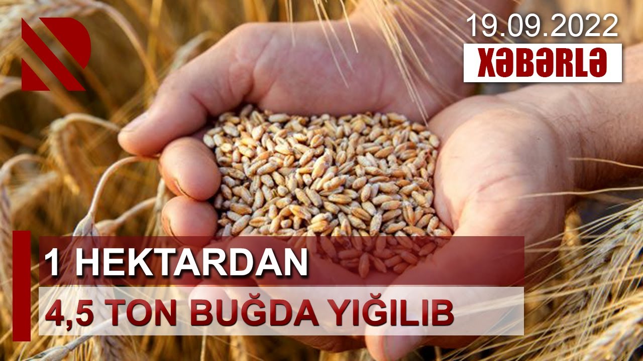 1 hektardan 4,5 ton buğda yığılıb