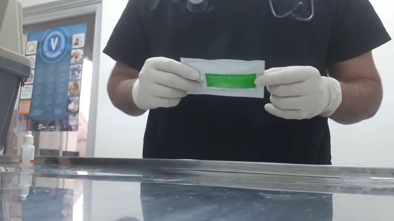 Inmunodeficiencia y leucemia felina