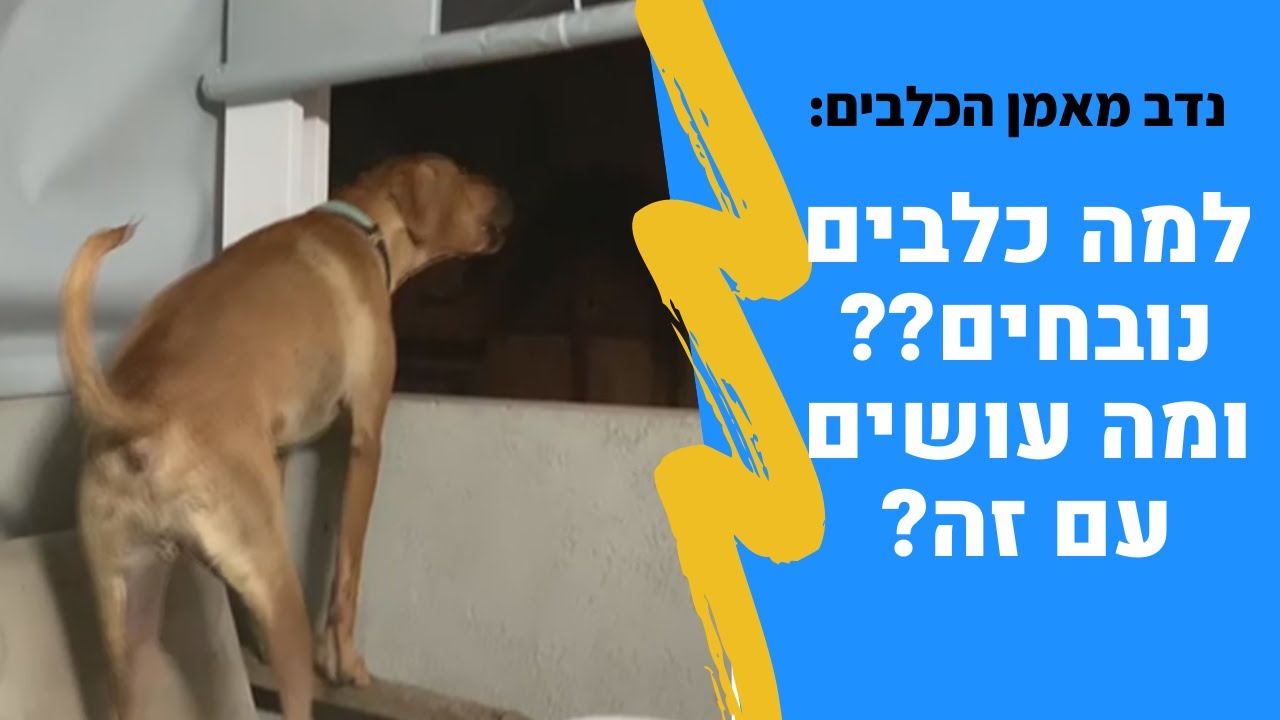 למה כלבים נובחים?? ומה עושים עם זה?