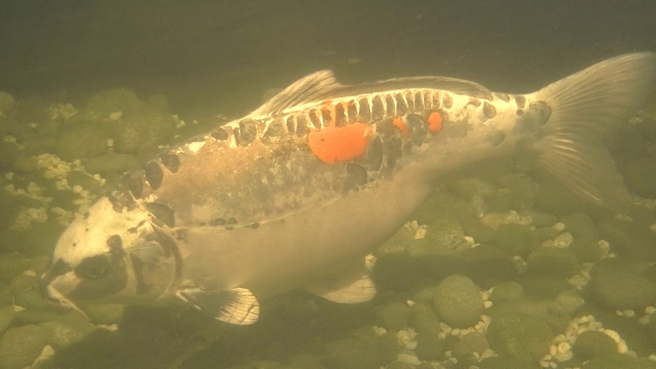 Notropis en bassin