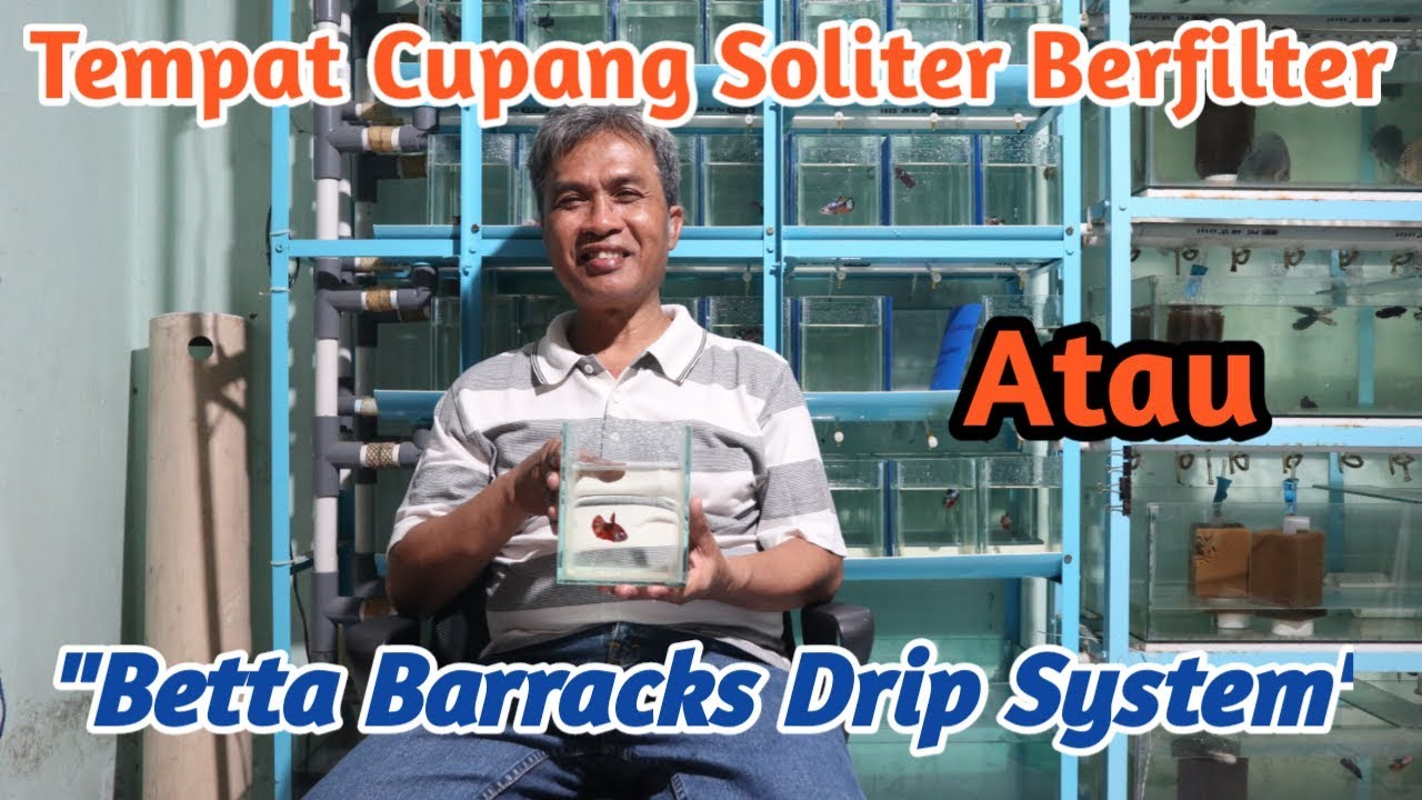 Tempat ikan Cupang Soliter Berfilter atau Betta Barracks Drip System