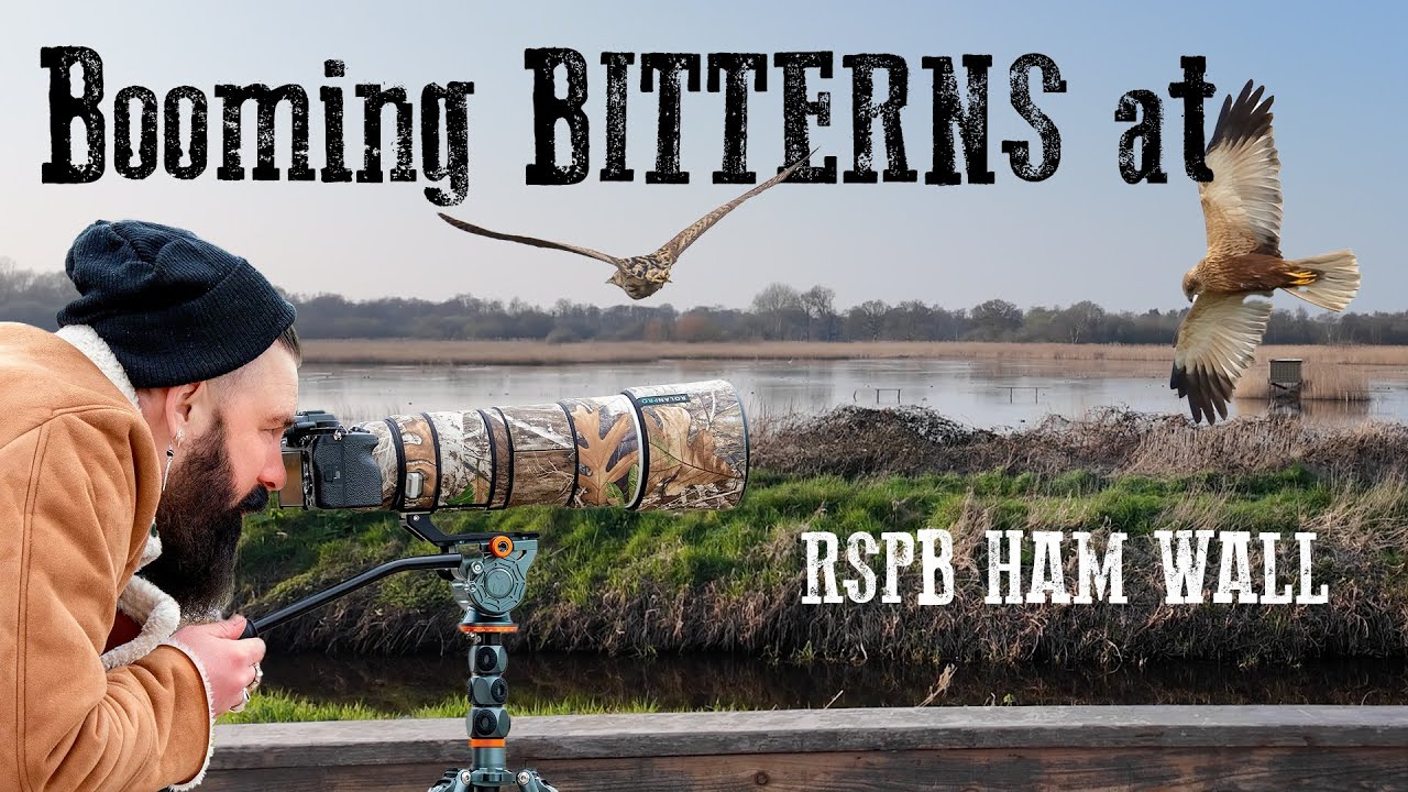 Громыхающие выпи в Королевском обществе защиты птиц (RSPB)