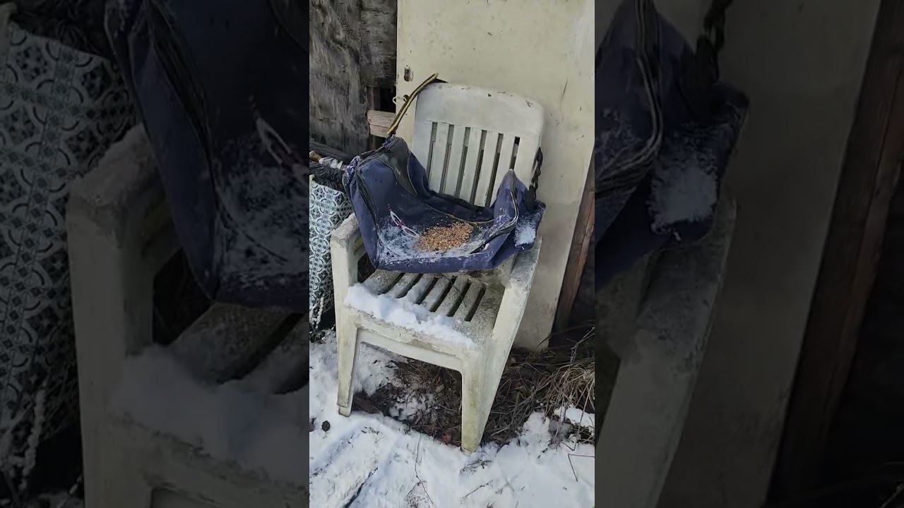Nourrir les animaux l'hiver par temp froid et neigeux 