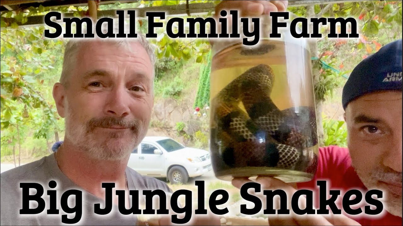Small Family Farm, Big Jungle Snakes