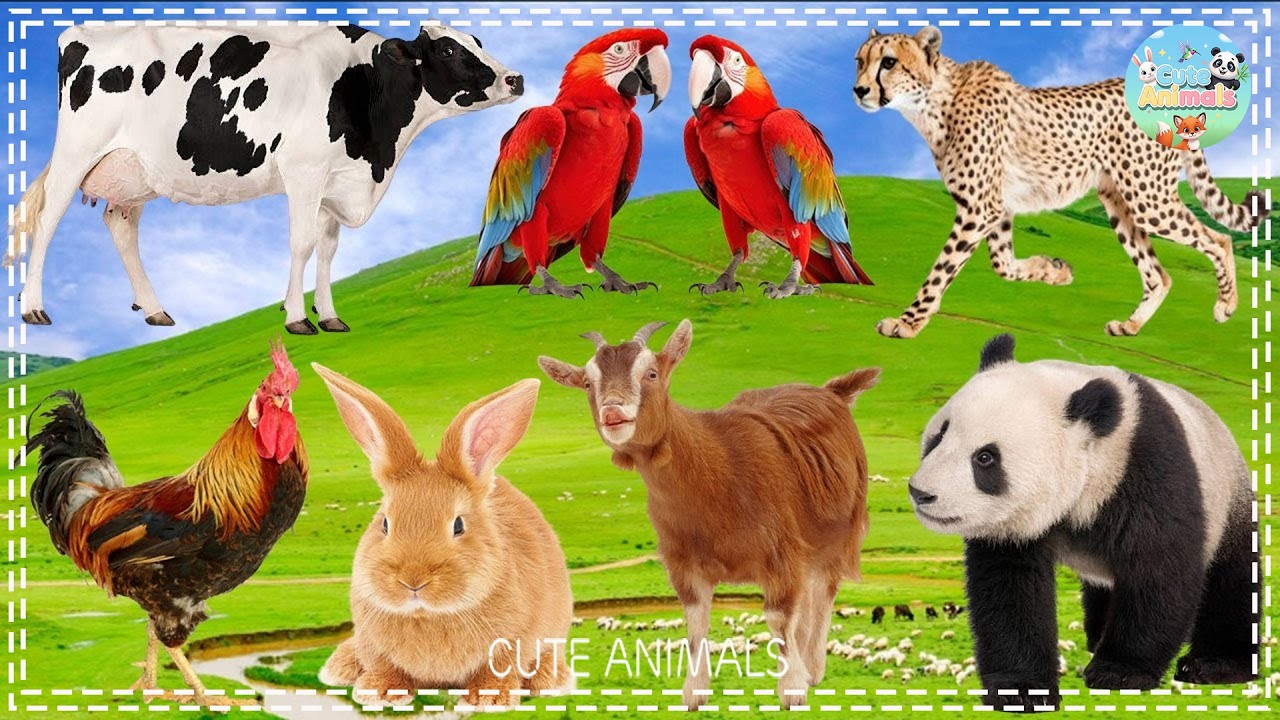 The Special Beauty of Animals - Hedgehog, Elephant, Puffin, Robin, Crocodile, Otter - Animal Sounds