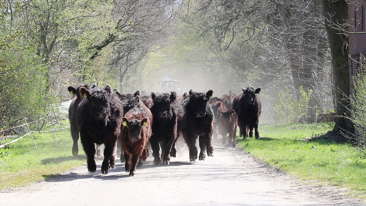 Das Treiben von Rindern | Unser Galloway