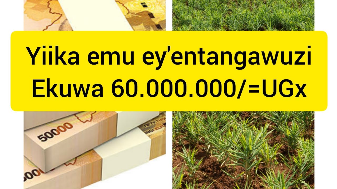 Yiika emu ey'entangawuzi evaamu etya 60.000.000 eza Uganda?