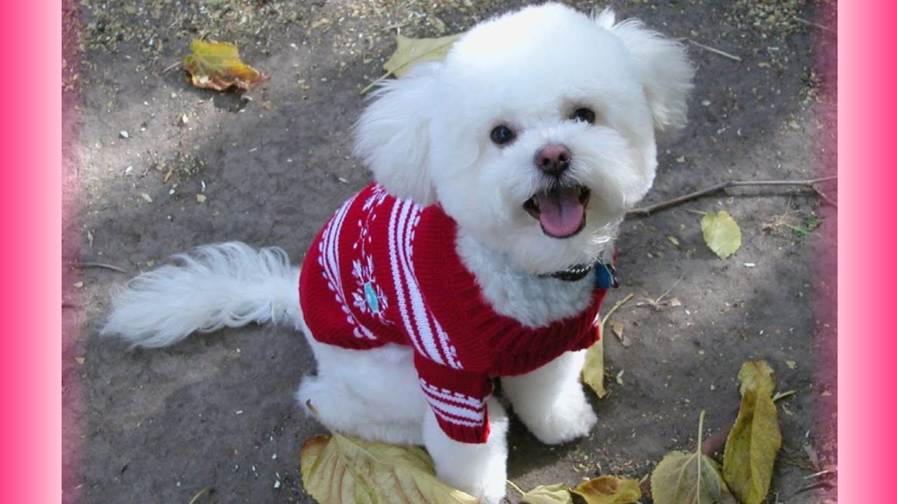 Top 10 funniest puppy videos | Woof ✔
