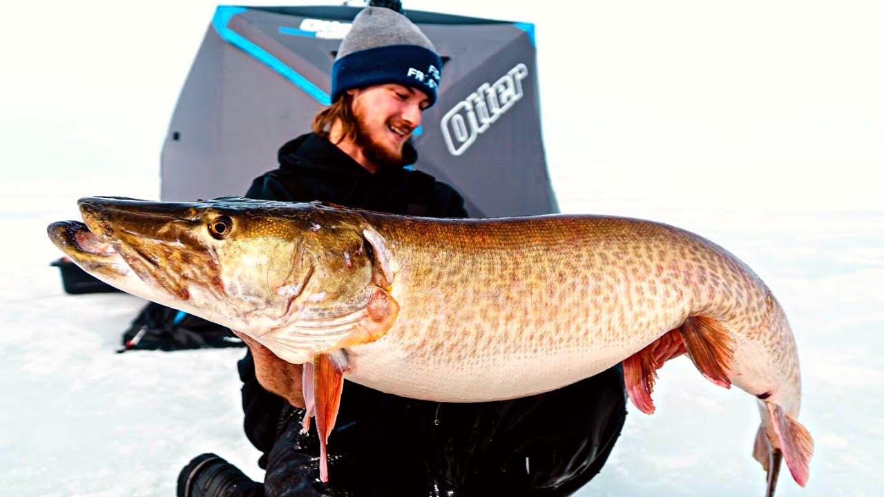 The Biggest Musky Through the Ice on YOUTUBE (55 Plus Inches)