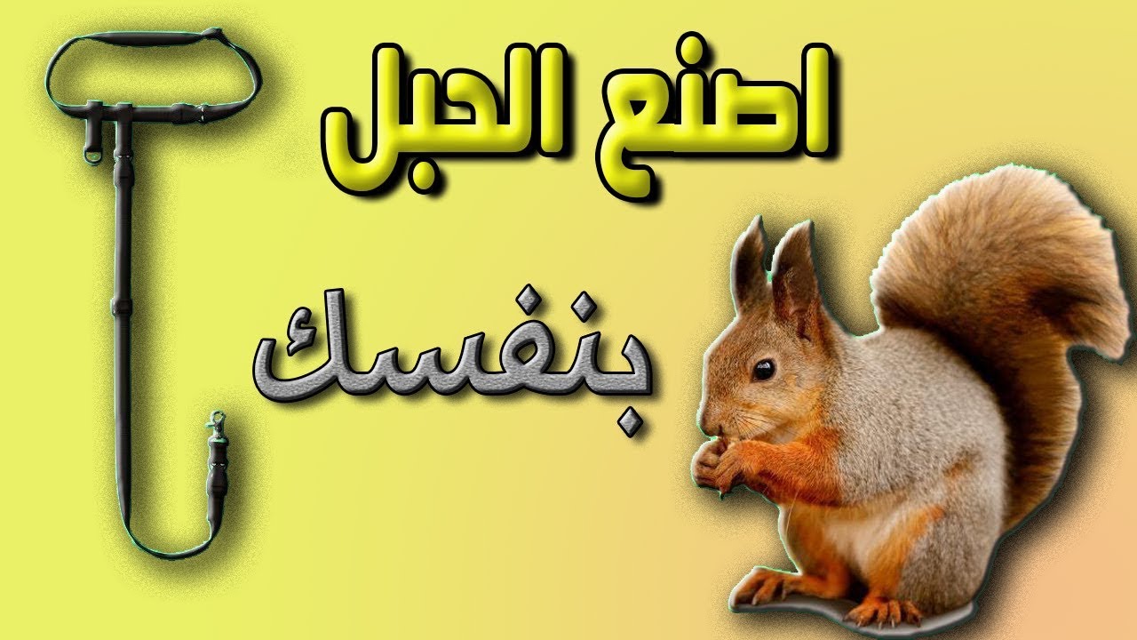 الطريقة الصحيحة لربط السنجاب