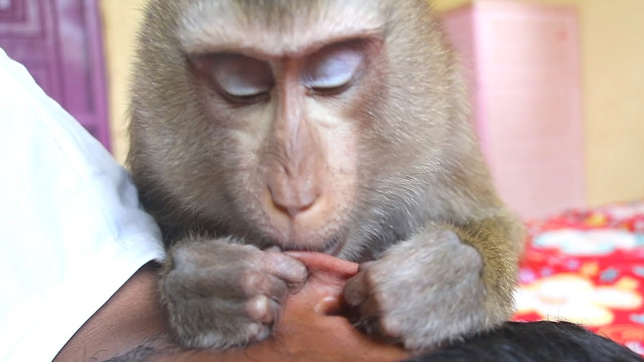 Monkey Bela Always Groom Remove Ears So Meticulously And Often