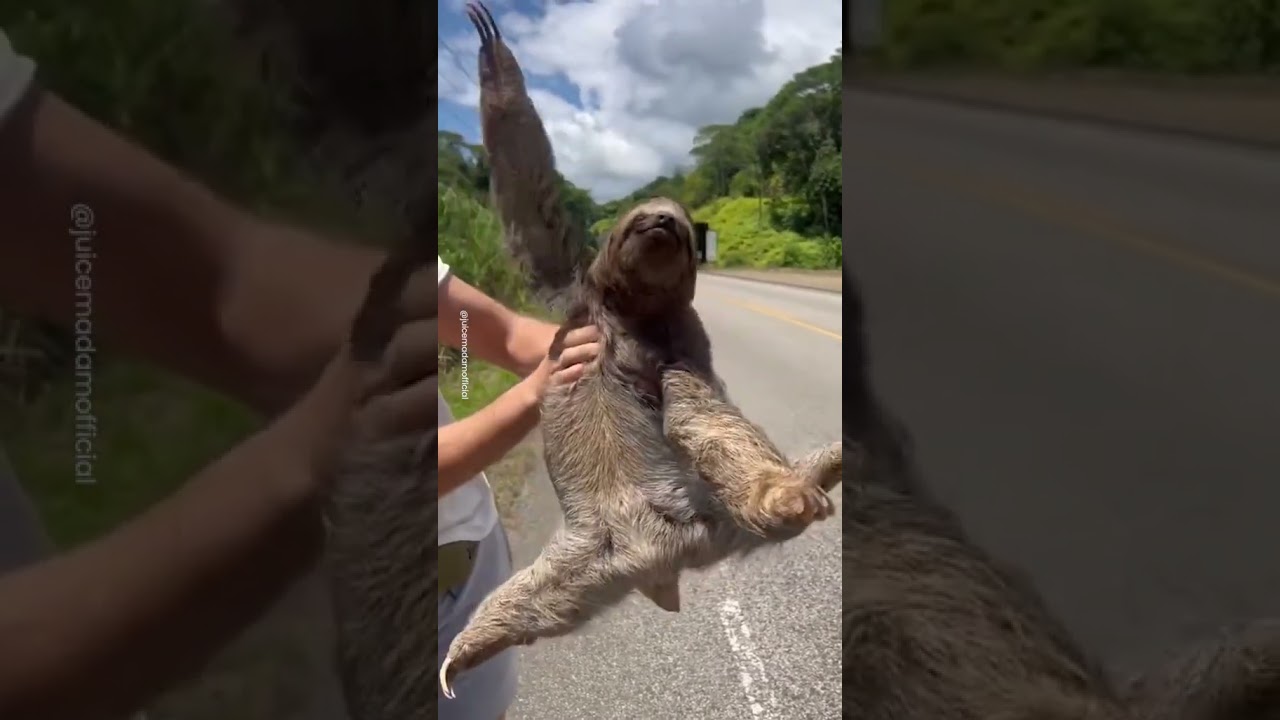 I&rsquo;m convinced the sloth said thank you 🥹🦥 #sloth  #costarica  #rescue