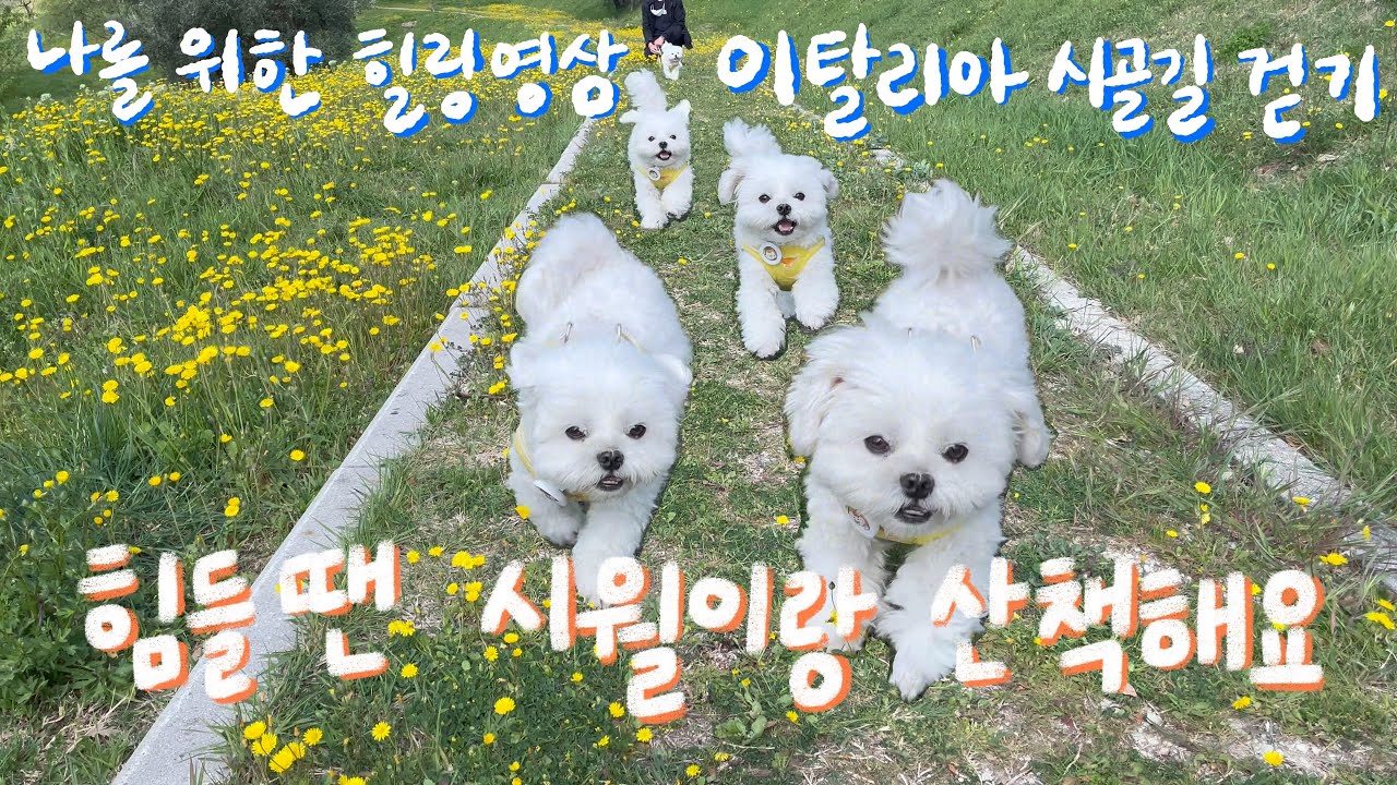 이탈리아 소도시 한달 살기 (2022년) 찍어 놓고 못 올린 아까운 영상 힐링용으로 올려요! 마음이 지칠 때 시월이와 함께 산책하는 기분을 느껴보세요~