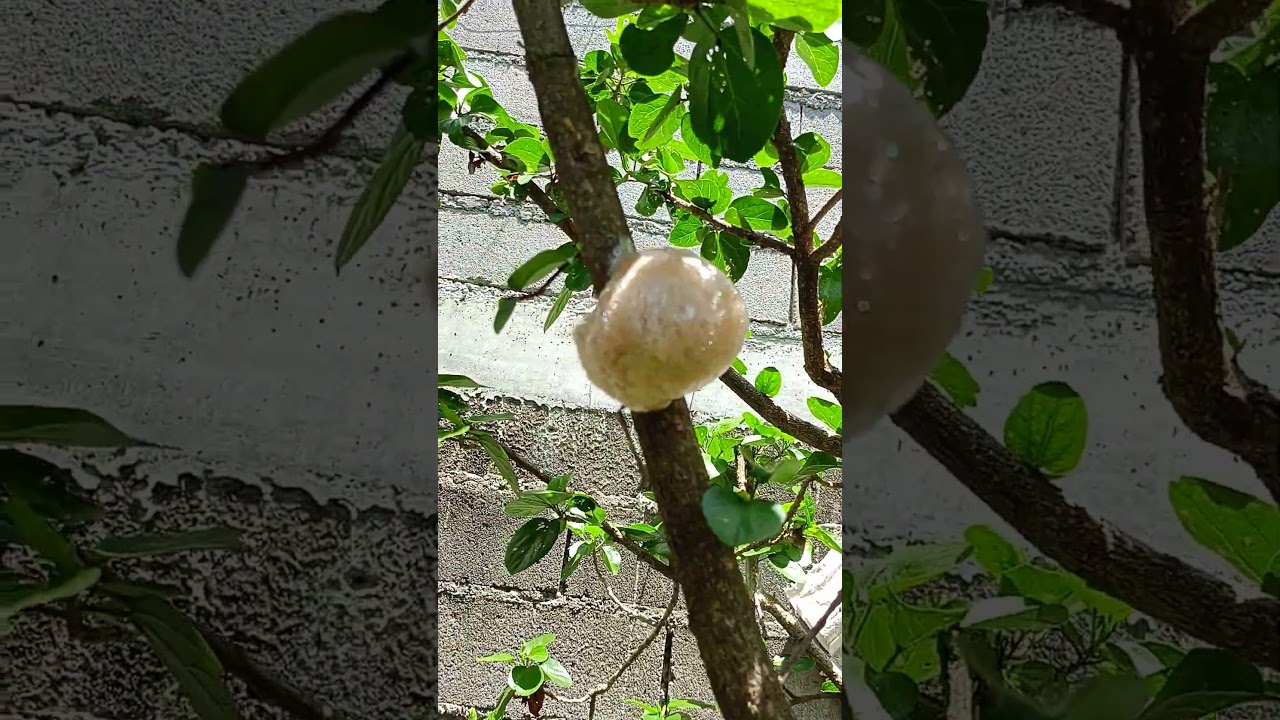 what's this? #foam #mystery #egg #nes #eggs #wildlife #nature #natural #naturephotography