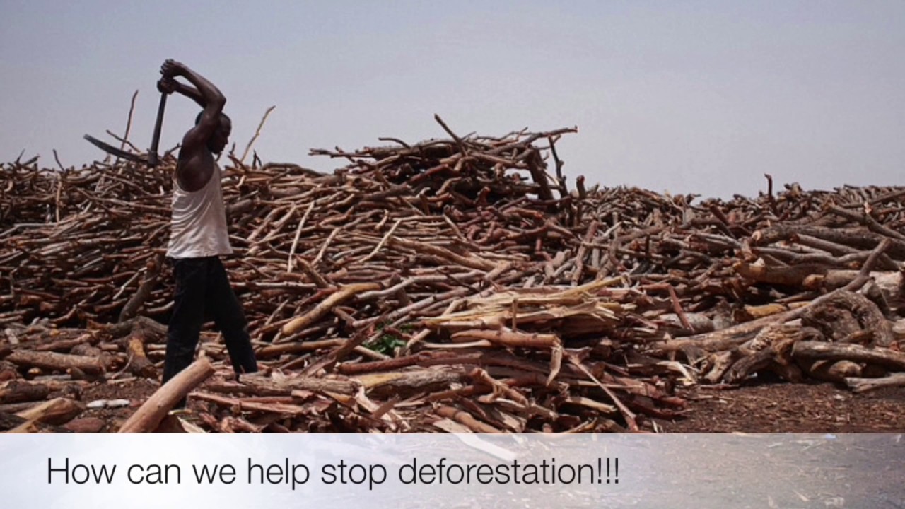 Deforestation film
