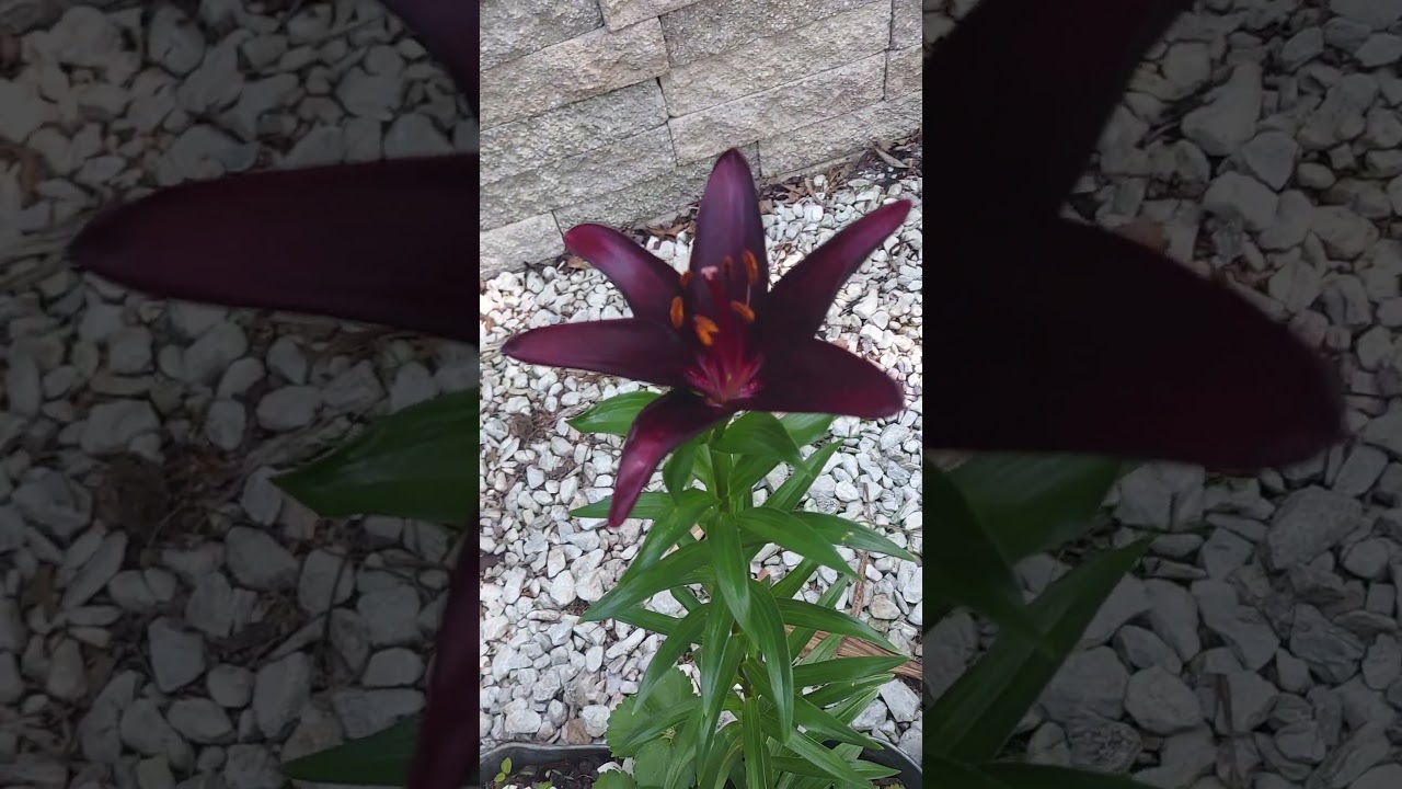 #beautiful#florida#flower