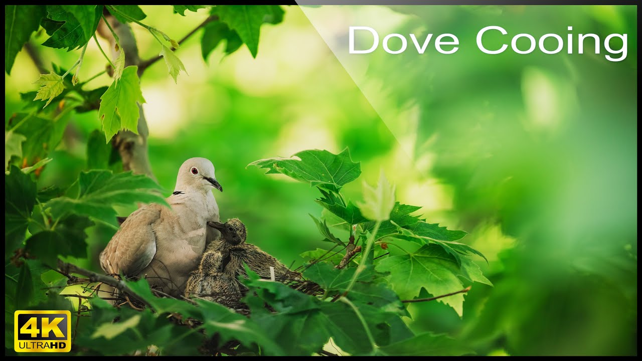 🕊️ 4K Eurasian Collared Dove Call , Birdwatching Coo Call Bird Sounds (4 hours)  Dove Cooing