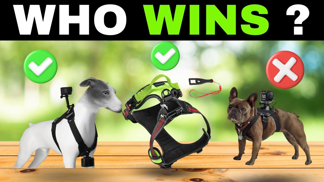 ✅ Best Dog Harness for Action Cameras [2026] 🐶  GoPro & Camera Mounts Review