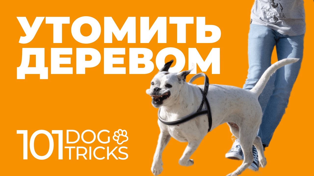 4 трюка с деревом для собак 🐩 Обойди, обратно, лево, право