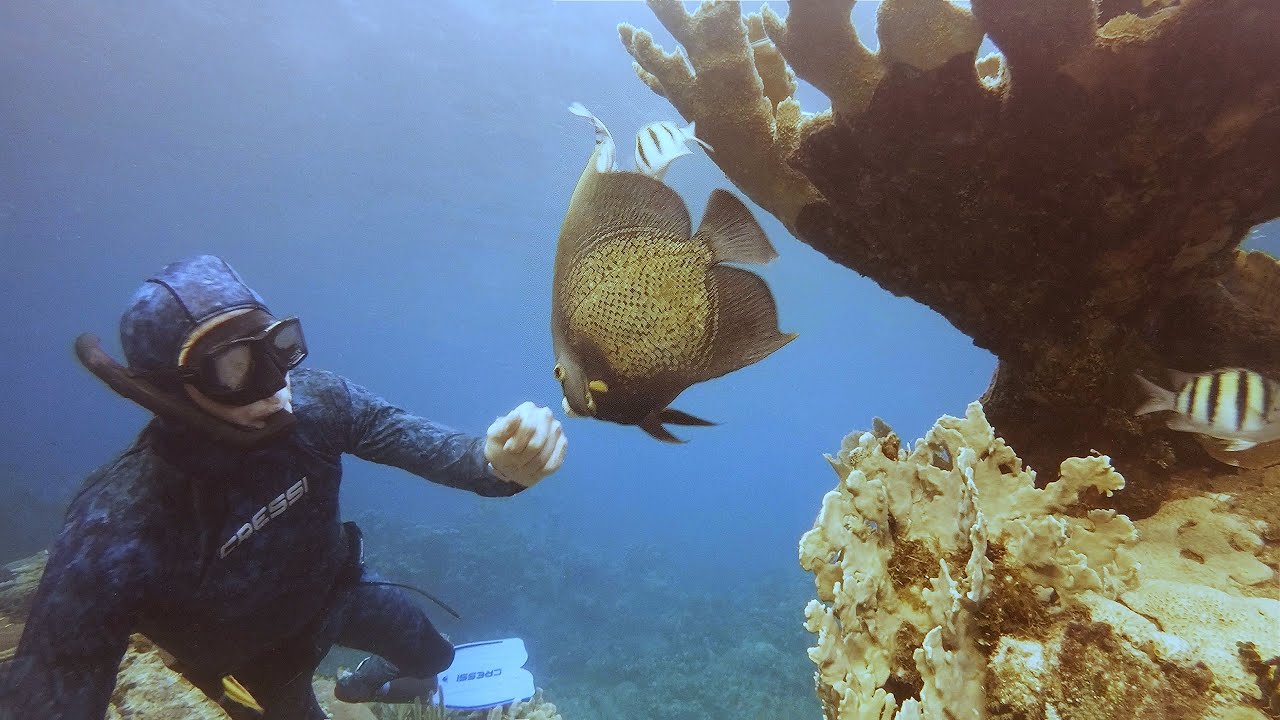 AMAZING RECREATIONAL FREEDIVING EXPERIENCE IN A STUNNINGLY BEAUTIFUL CORAL REEF, in 4k