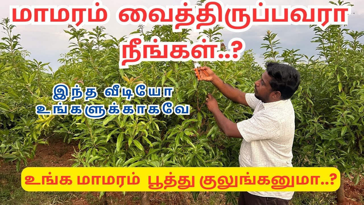 மாமரம் நன்றாக பூ எடுக்க அக்டோபர் மாதத்துக்குள்  இதை செய்தாலே போதும்