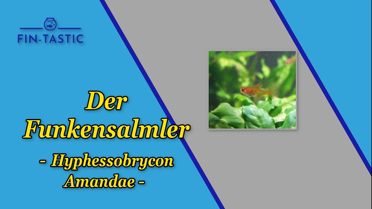 Der Funkensalmler - Hyohessobrycon Amandae