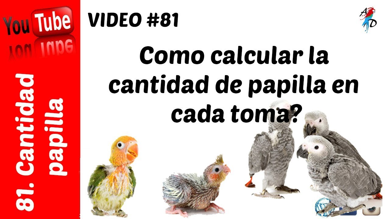 Cantidad de papilla para periquitos, agapornis, carolinas papilleros