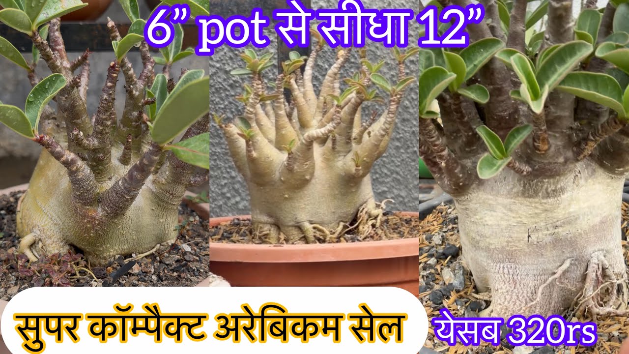सस्ते सस्ते कॉम्पैक्ट अरेबिकम,डबल पॉट साइज ऐसे बनाये,10 plant सेट सबसे सस्ता,आ गई new 🆔 Arabicum 