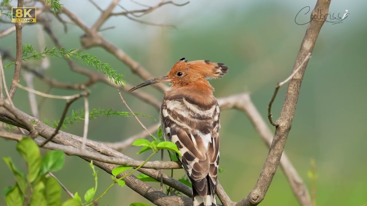 Eurasian Hoopoe (Upupa epops) - 8K