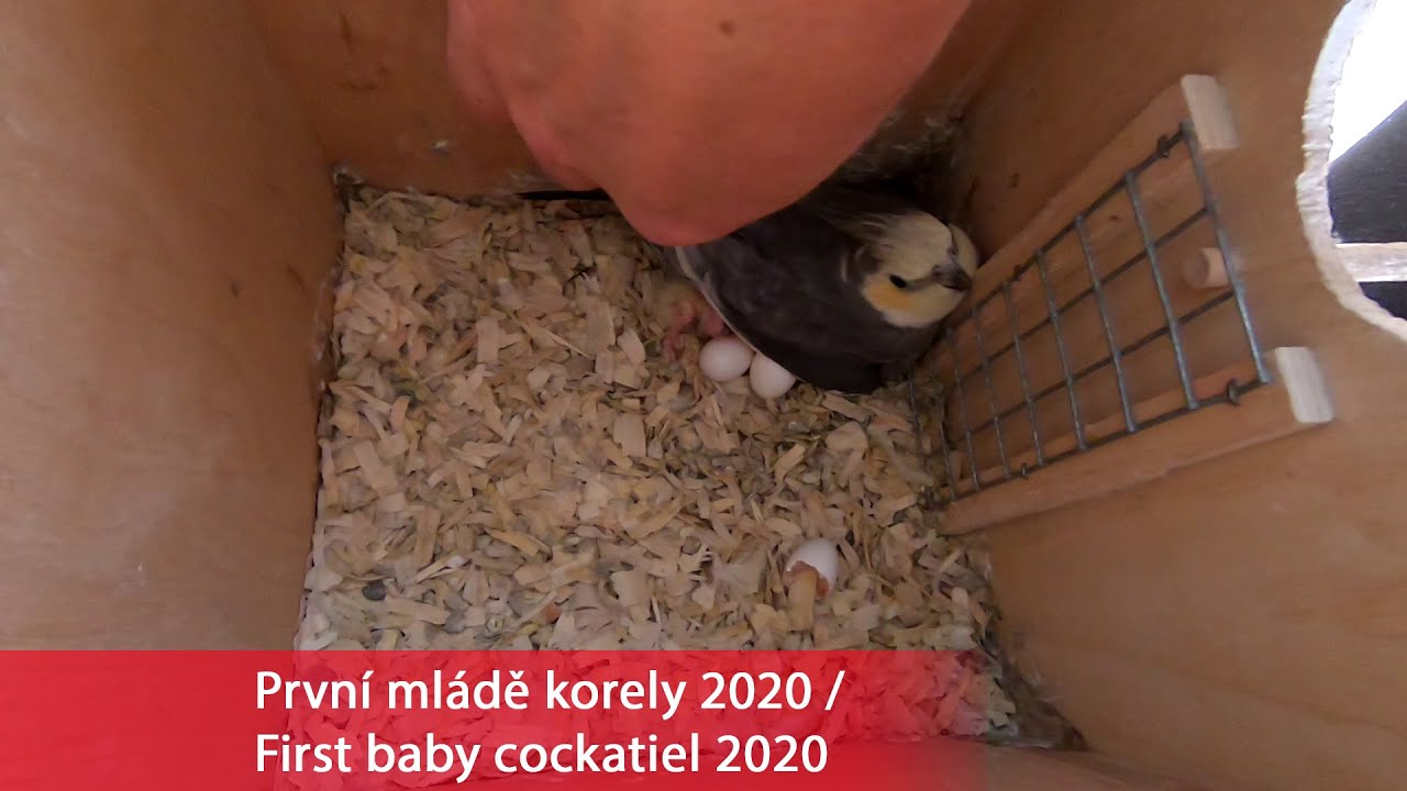 Prvn&iacute; ml&aacute;dě korely 2020 / First baby cockatiel 2020