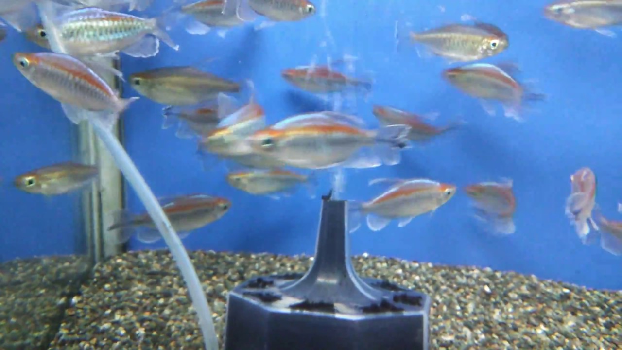 【熱帯魚動画図鑑】コンゴーテトラ