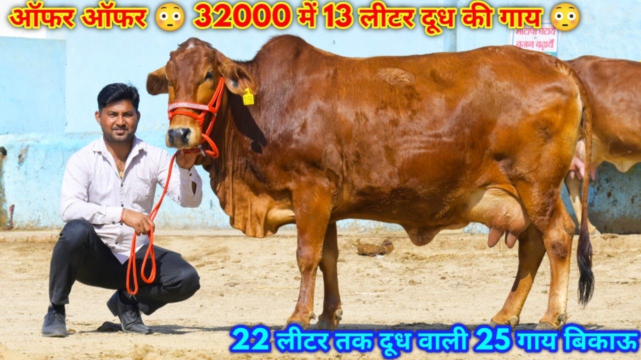 32000 में गाय, 😳😳, 22 लीटर तक दूध वाली 35 गाय बिकाऊ। दूध कांटे तोल वाला। Rao Ji Dairy Farm Kaminpura