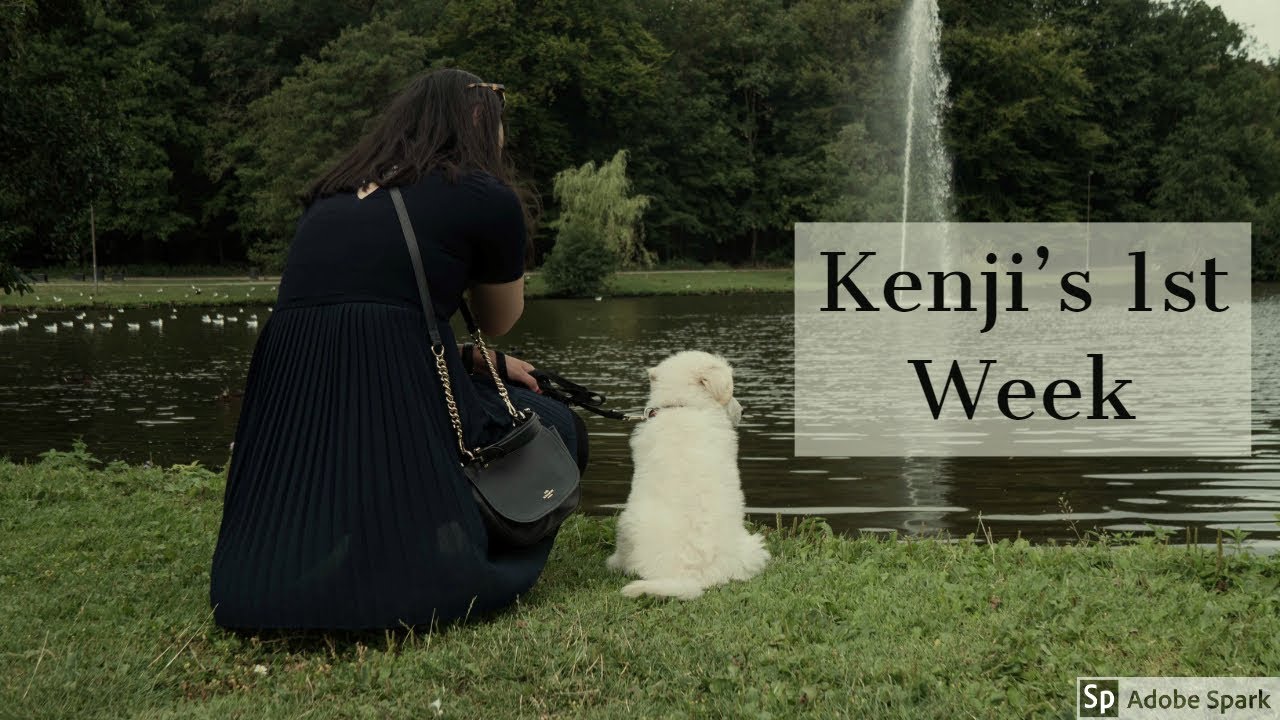 Puppy's First Week | Dog Socialization |  White Swiss Shepherd | 8 weeks old