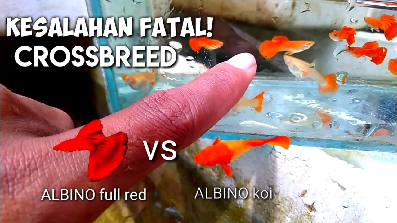 ikan Guppy Albino full red kawin silang dengan albino koi jadi seperti ini?