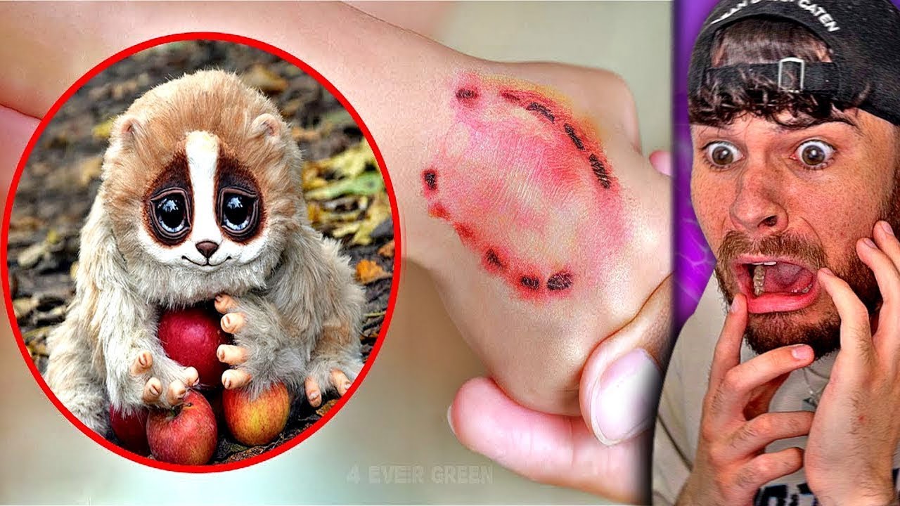 süße Tiere, die tatsächlich TÖDLICH sind..