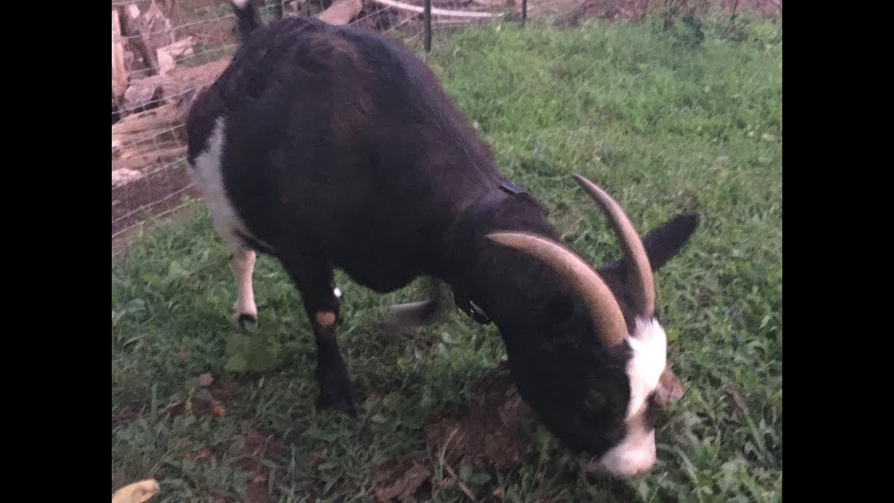 The Goat Garden System: How it Works!