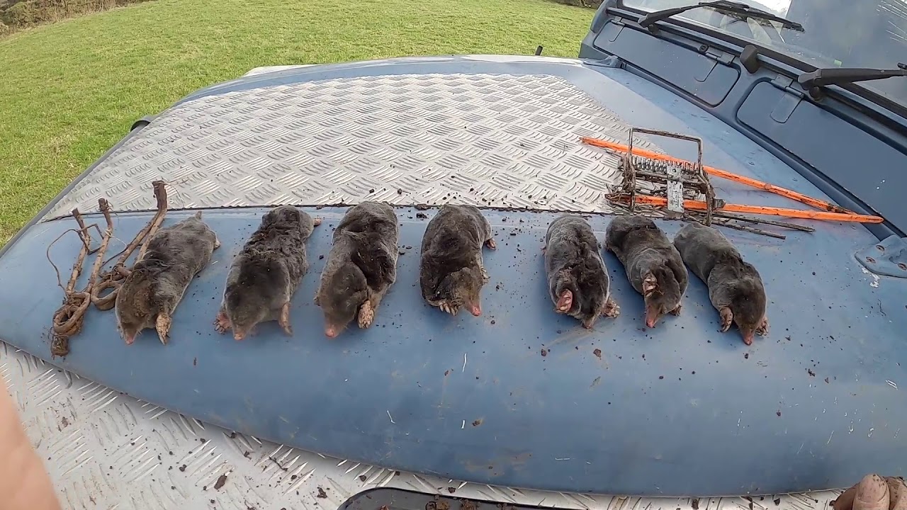 The Moorland Mole Trapper