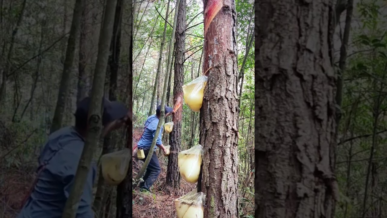 rubber latex collection process #shorts