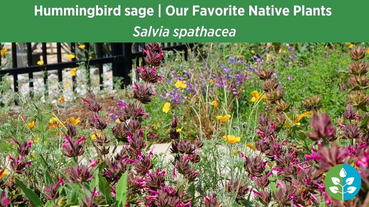 Hummingbird Sage | Our Favorite Native Plants for SoCal Gardens