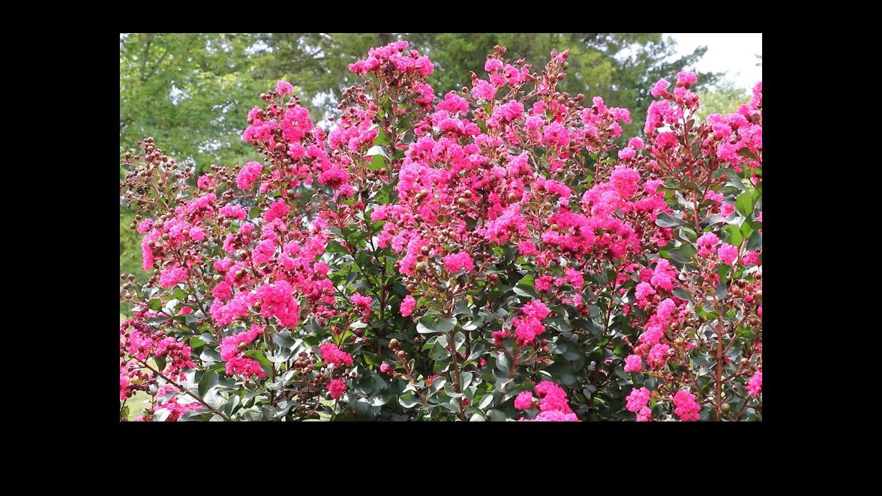 Crape Myrtles in KY