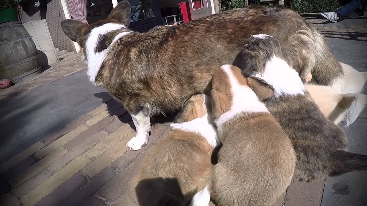 Dex - Welsh Corgi Cardigan pups 1 month - Waggerland Indy and Abby April 2015