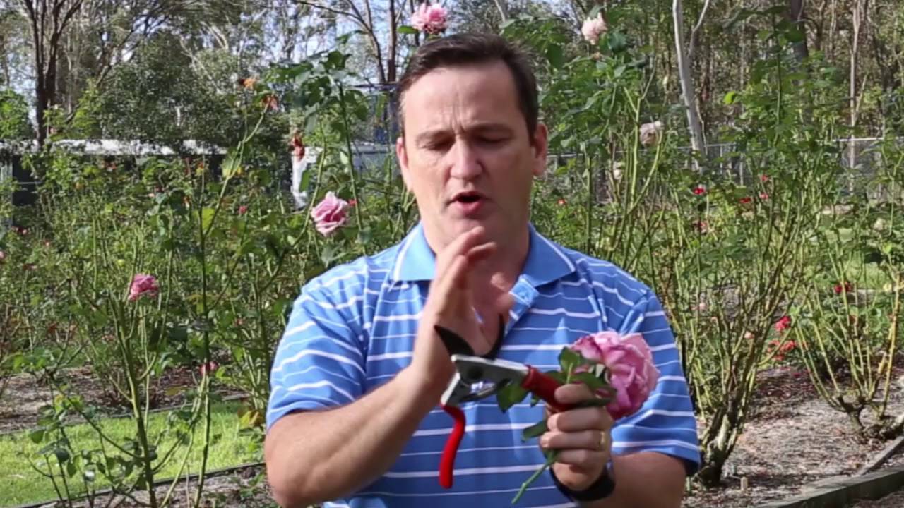 Pruning Roses - A Comprehensive Guide