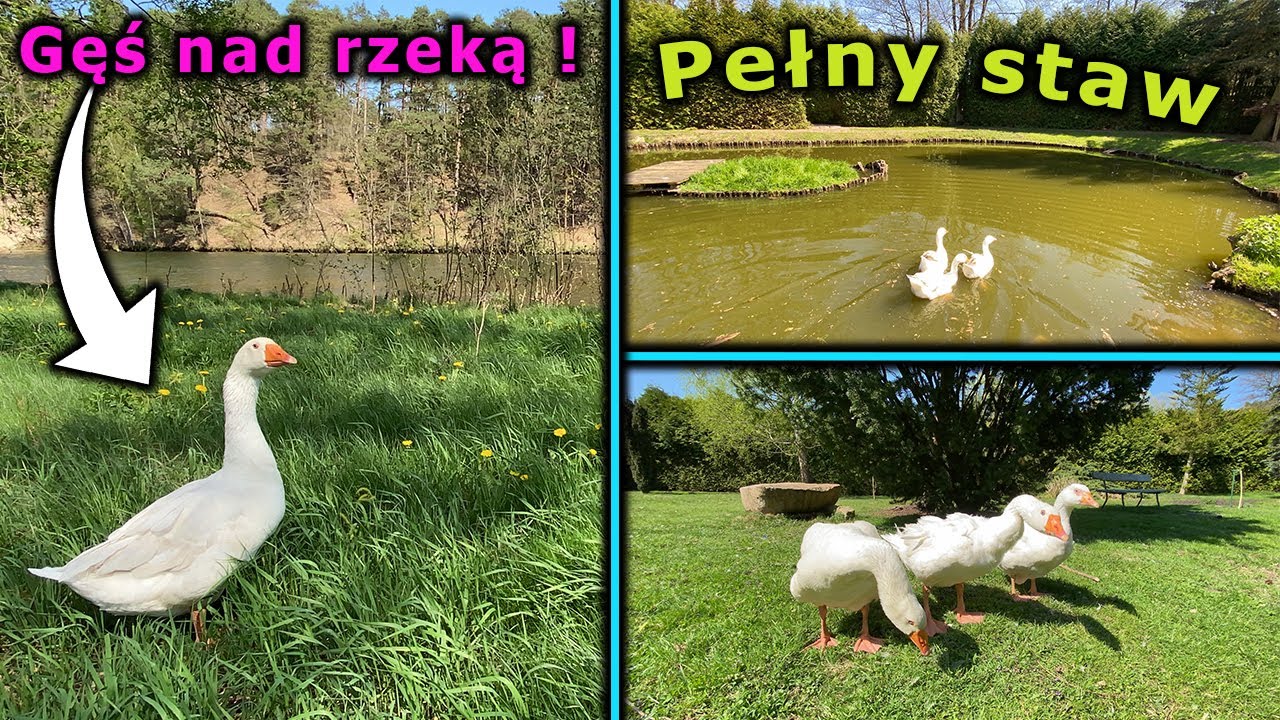 Vlog 119 - Gęsi nad rzeką 😱 Jak pracowało się z TVN | Pełny STAW 🏝