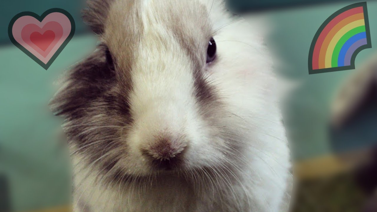 Addio Teo! 🐇💗 Buon ponte 🌈
