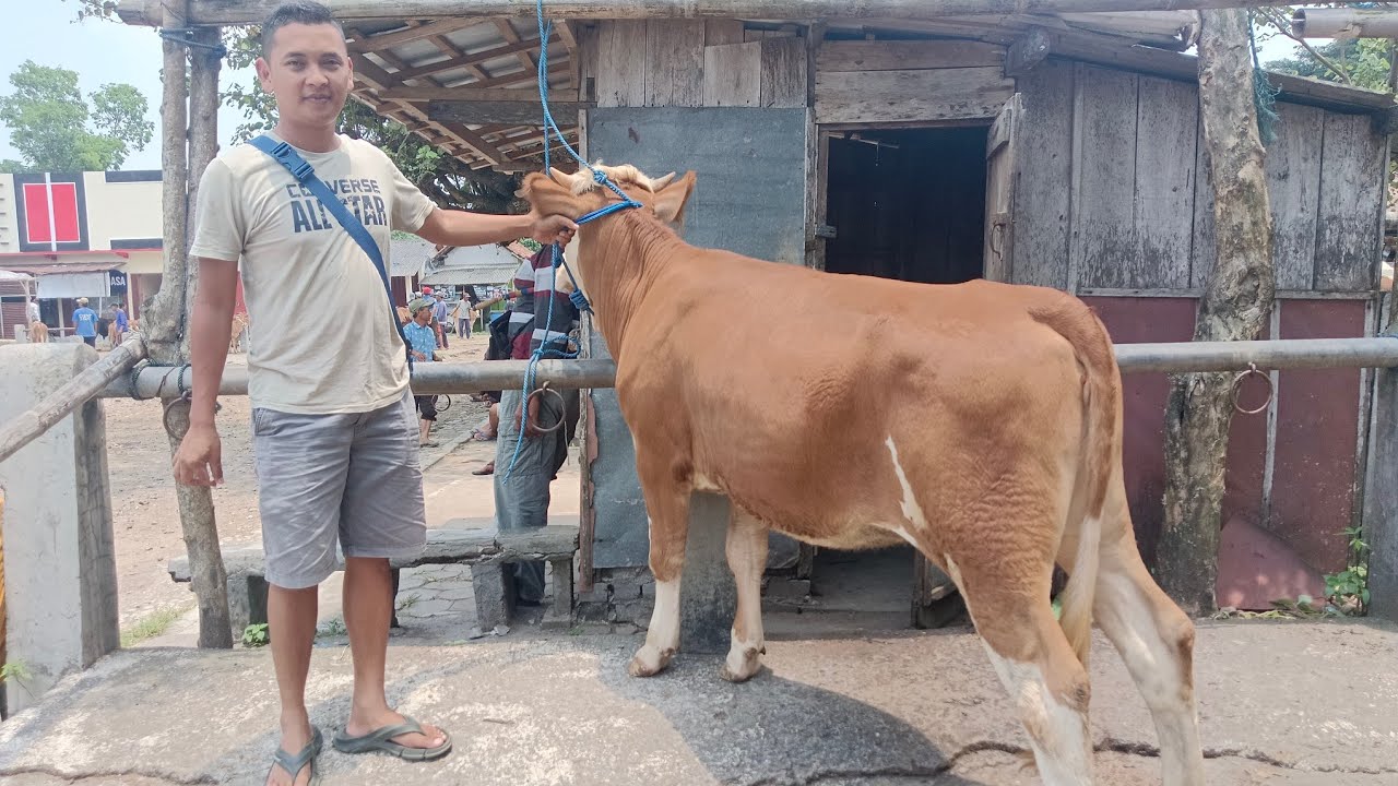 Harga sapi bakalan betina mas luki pasar hewan Muntilan Oktober 2025