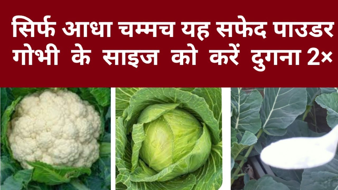सिर्फ एक चम्मच यह सफेद पाउडर जैविक तरीके से गोभी के साइज को करें 1 किलो तक। #fertilizer 
